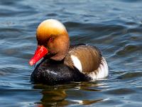 Kolbenente Männchen